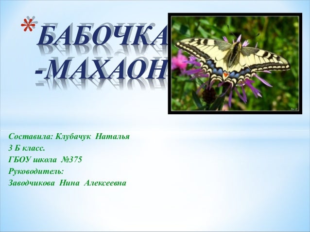 Описание бабочки махаон 27 Описание бабочки махаон 30